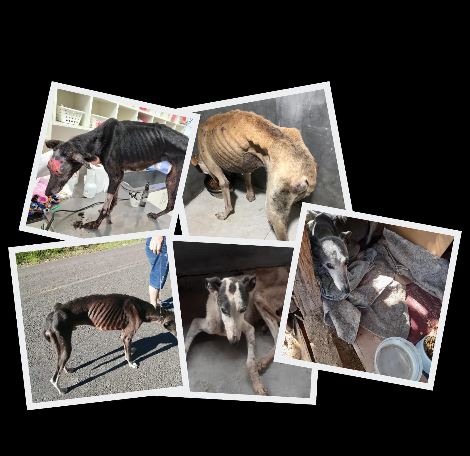 Galgos antes do resgate