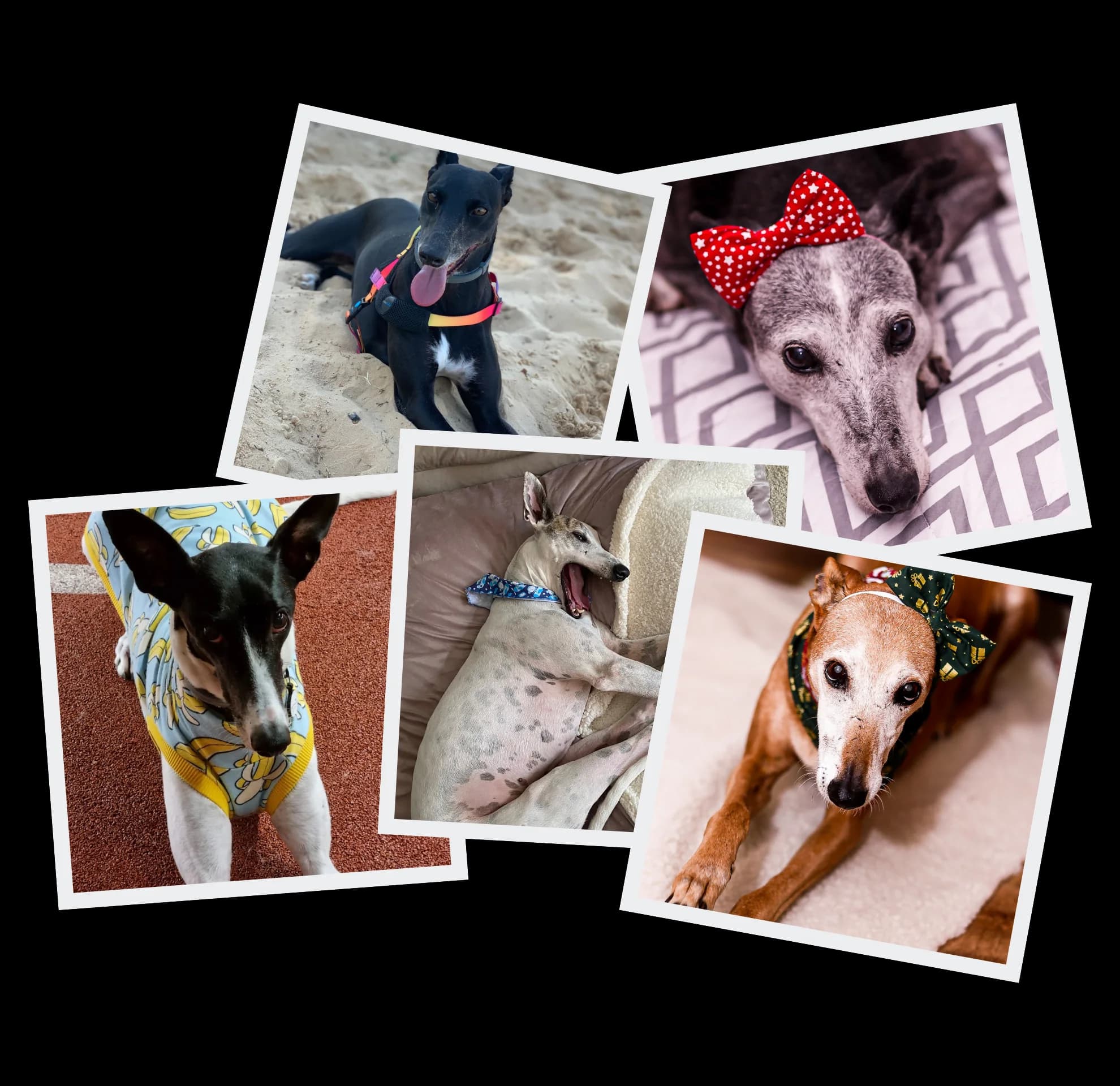 Galgos depois do resgate