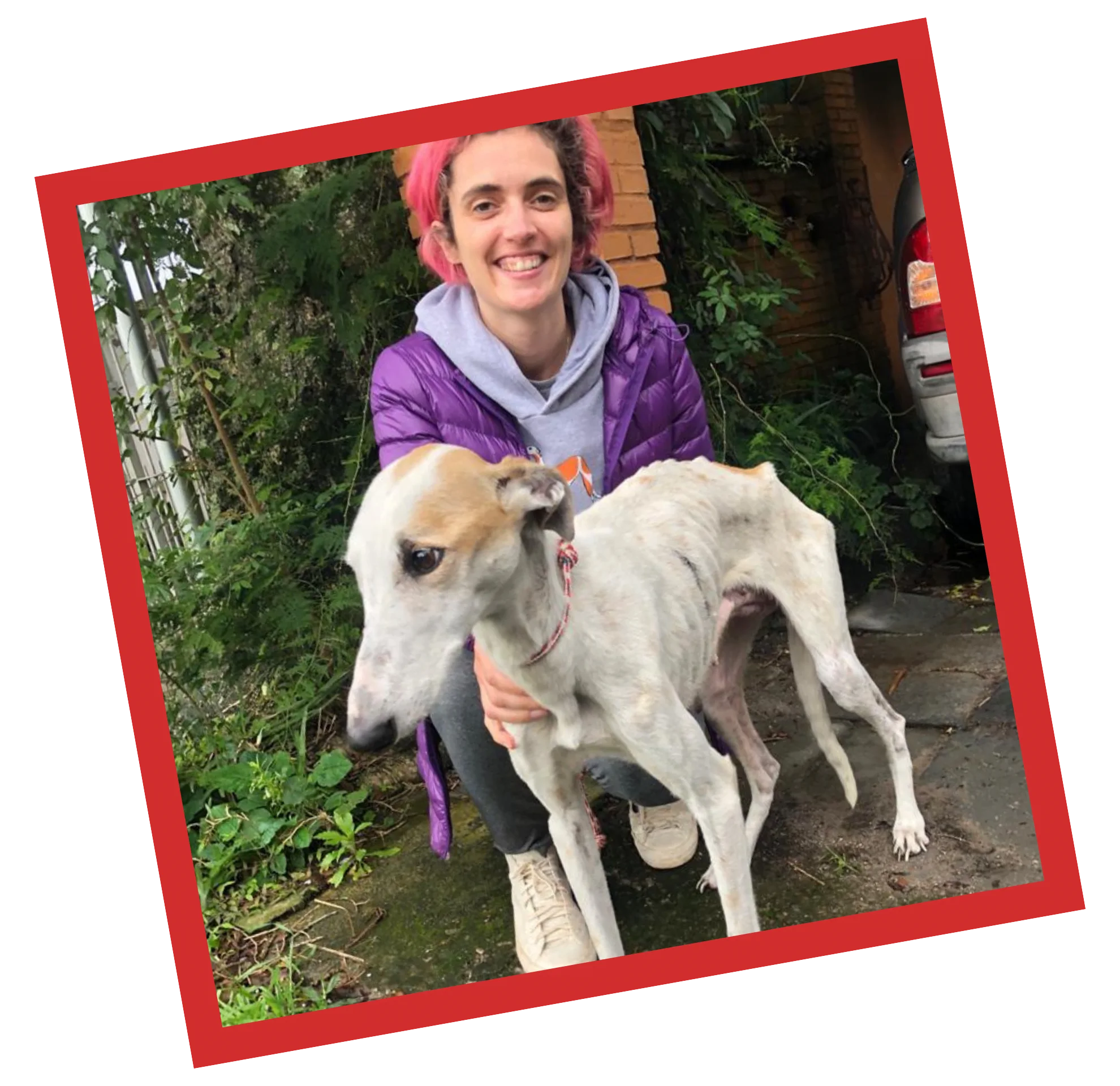 Alma de Galgo com galgos resgatados