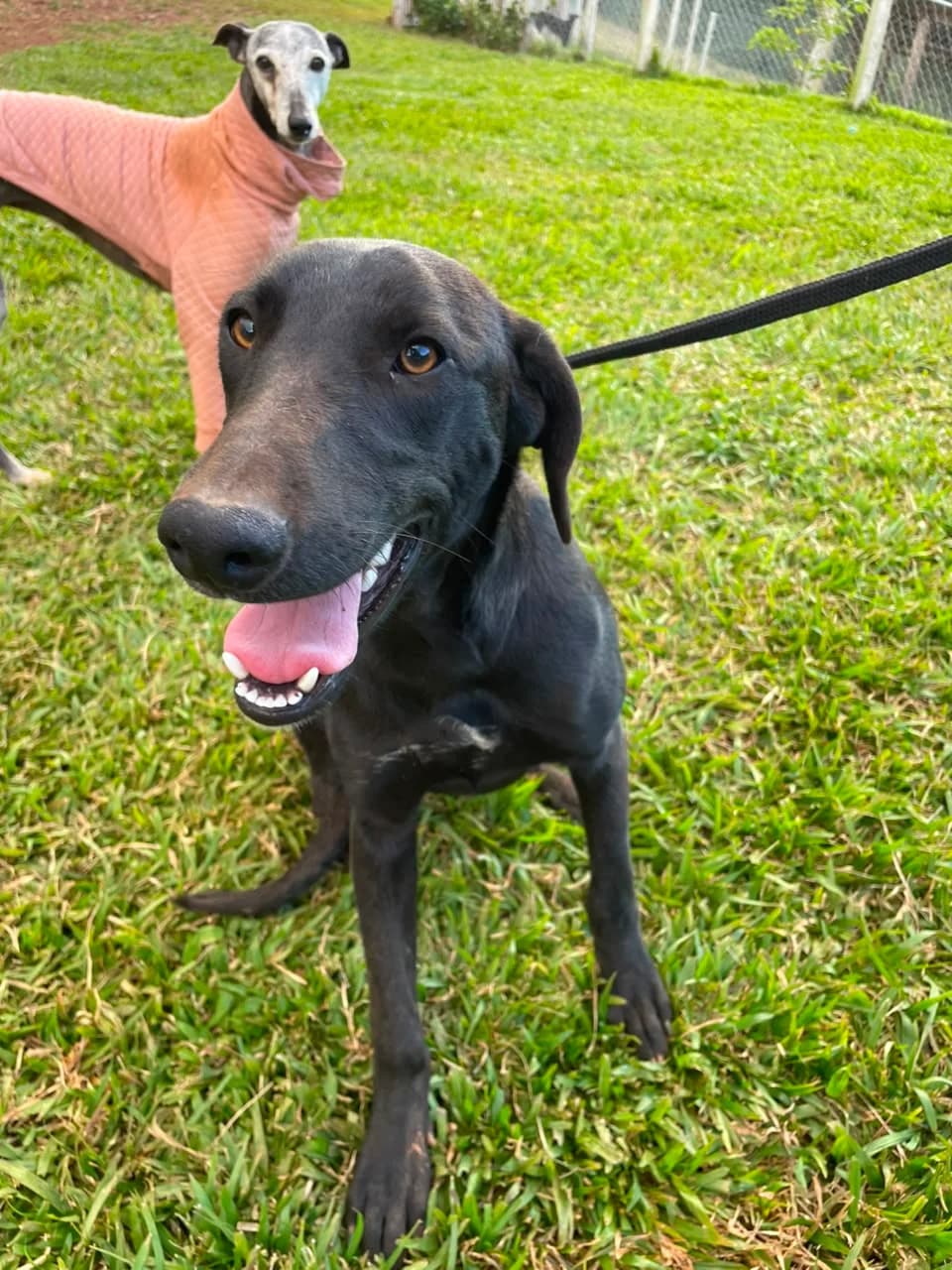 Machinho Preto